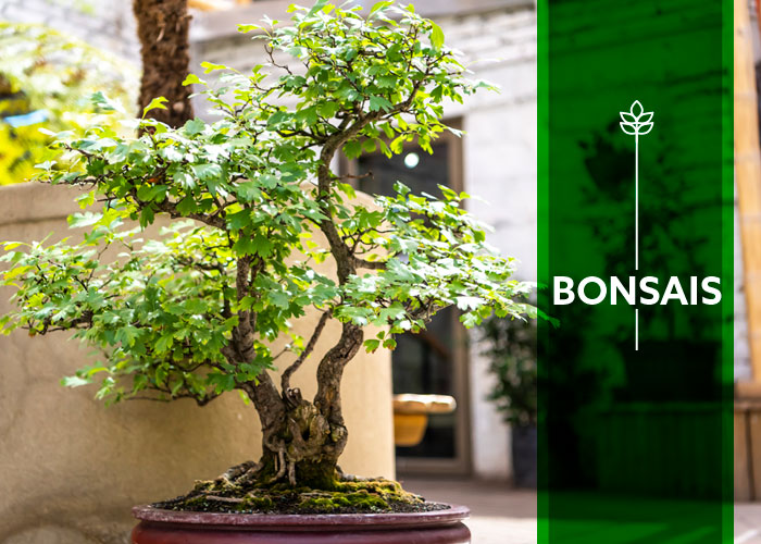 atlántico Ligero Al borde Bonsai - Garden Center - Vivero, plantas de interior y exterior, bonsai,  paisajismo - Vitacura