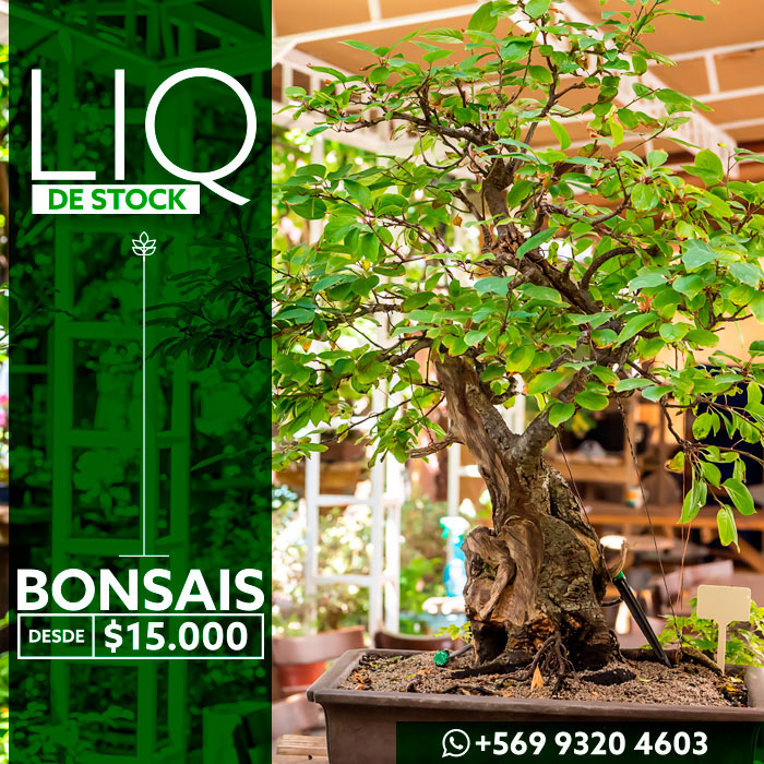 oferta-BONSAI