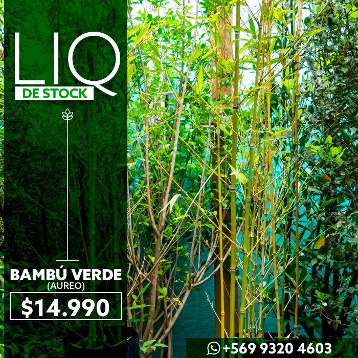 oferta-bambu