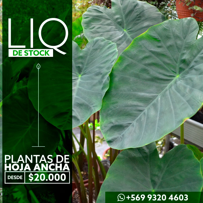 oferta-hoja-ancha