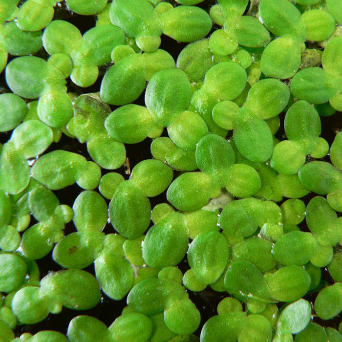 Plantas acuáticas flotantes - Imagen 5
