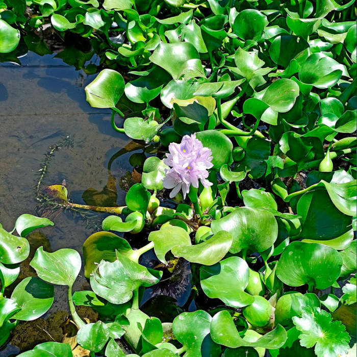 Plantas acuáticas flotantes - Imagen 7