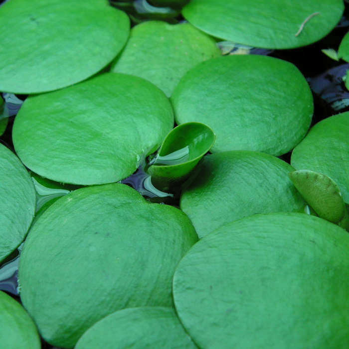 Plantas acuáticas flotantes