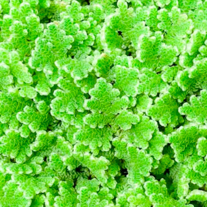 Plantas acuáticas flotantes - Imagen 4