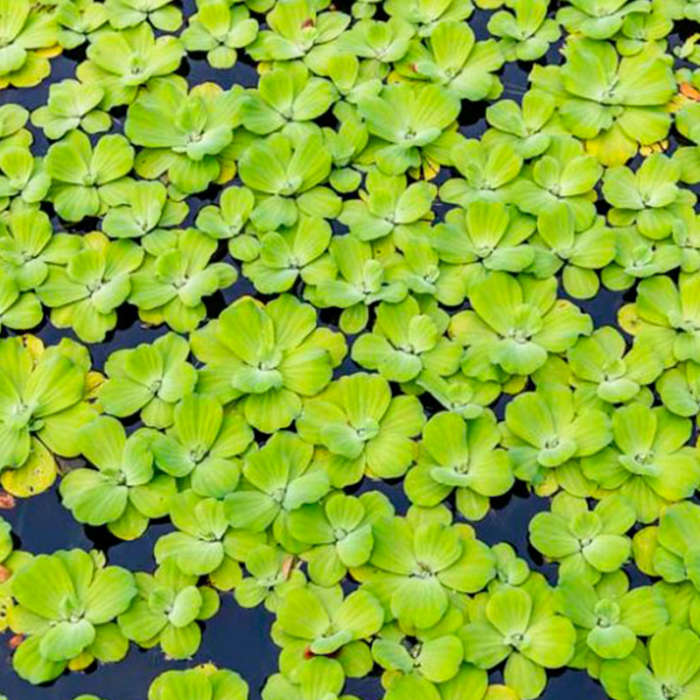 Plantas acuáticas flotantes - Imagen 2