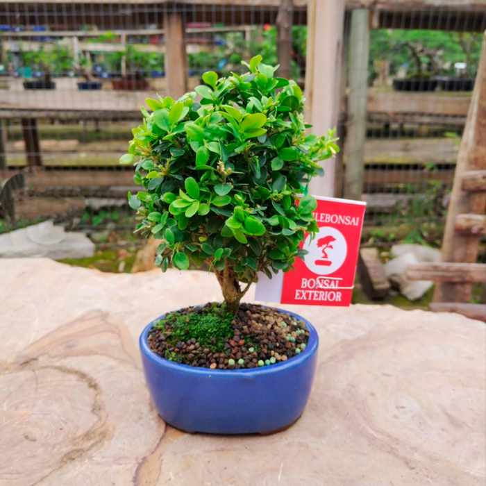 Bonsai