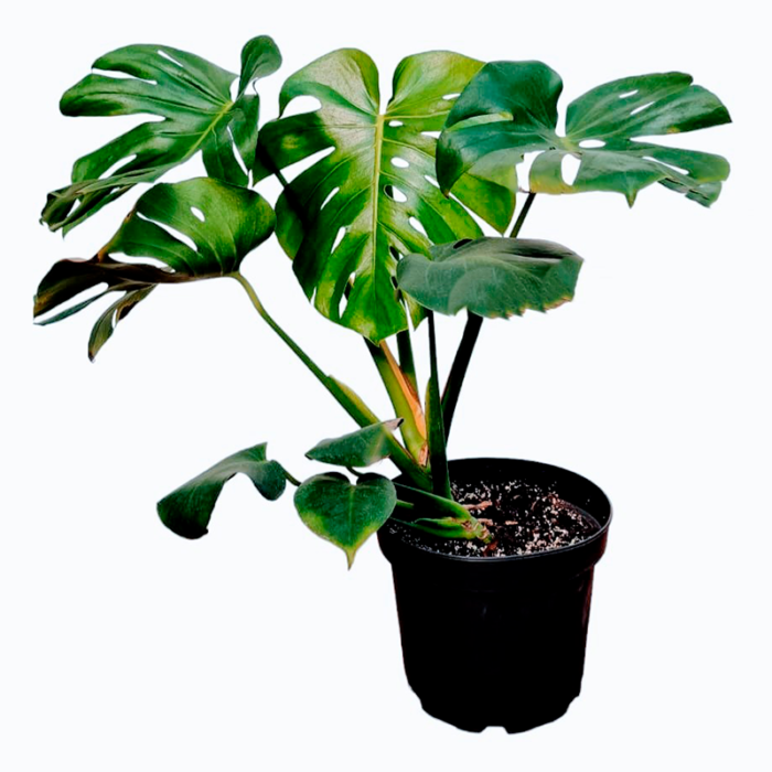 Monstera , costilla de adán